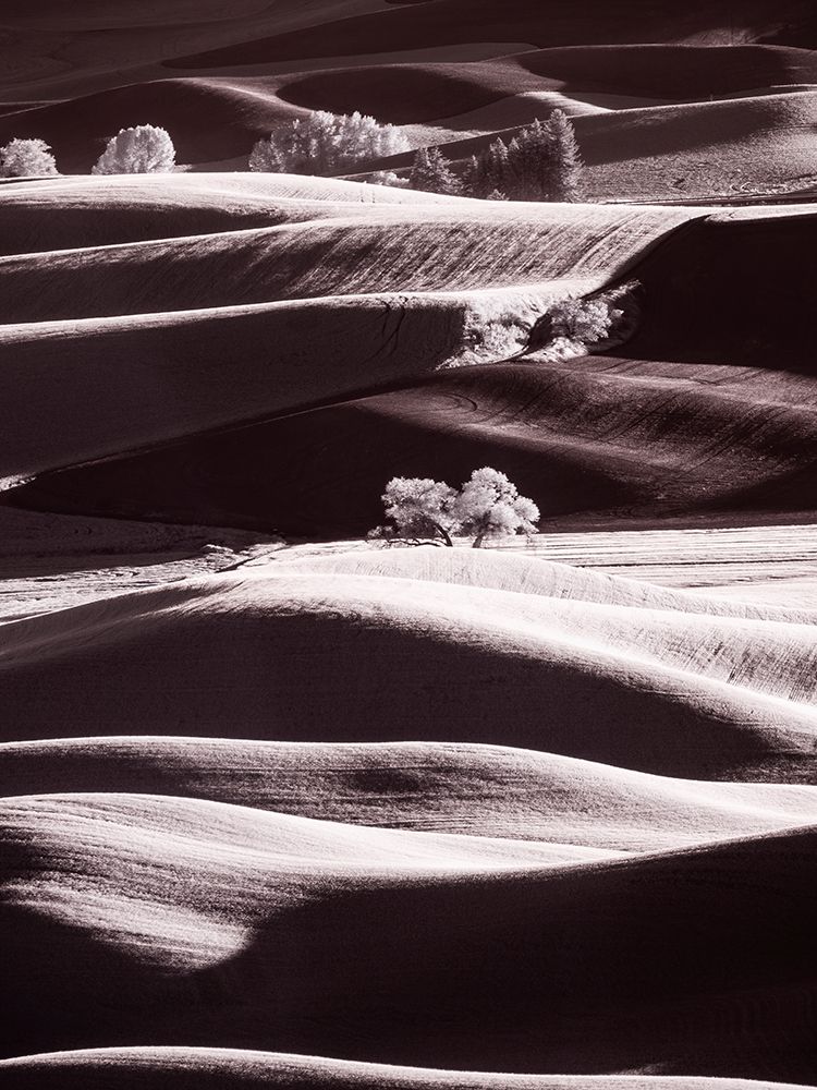 USA-Washington State-Palouse region-Rolling hills at Sunset
